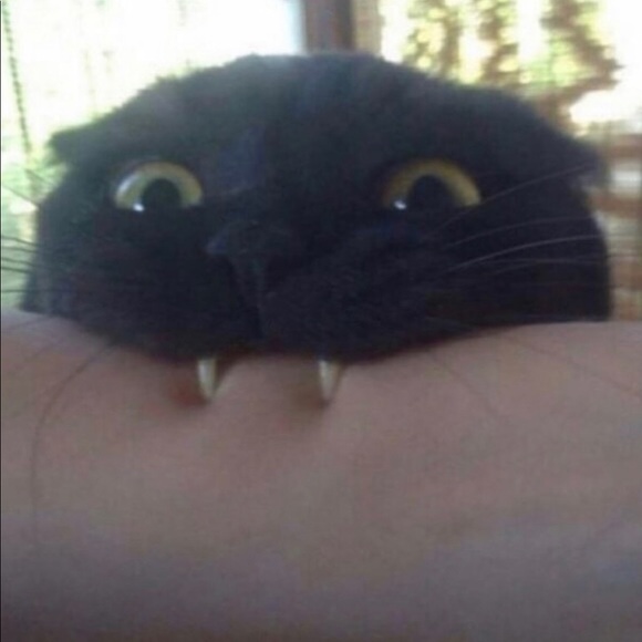 Meet your Posher, Mackie - Picture 1 of 1